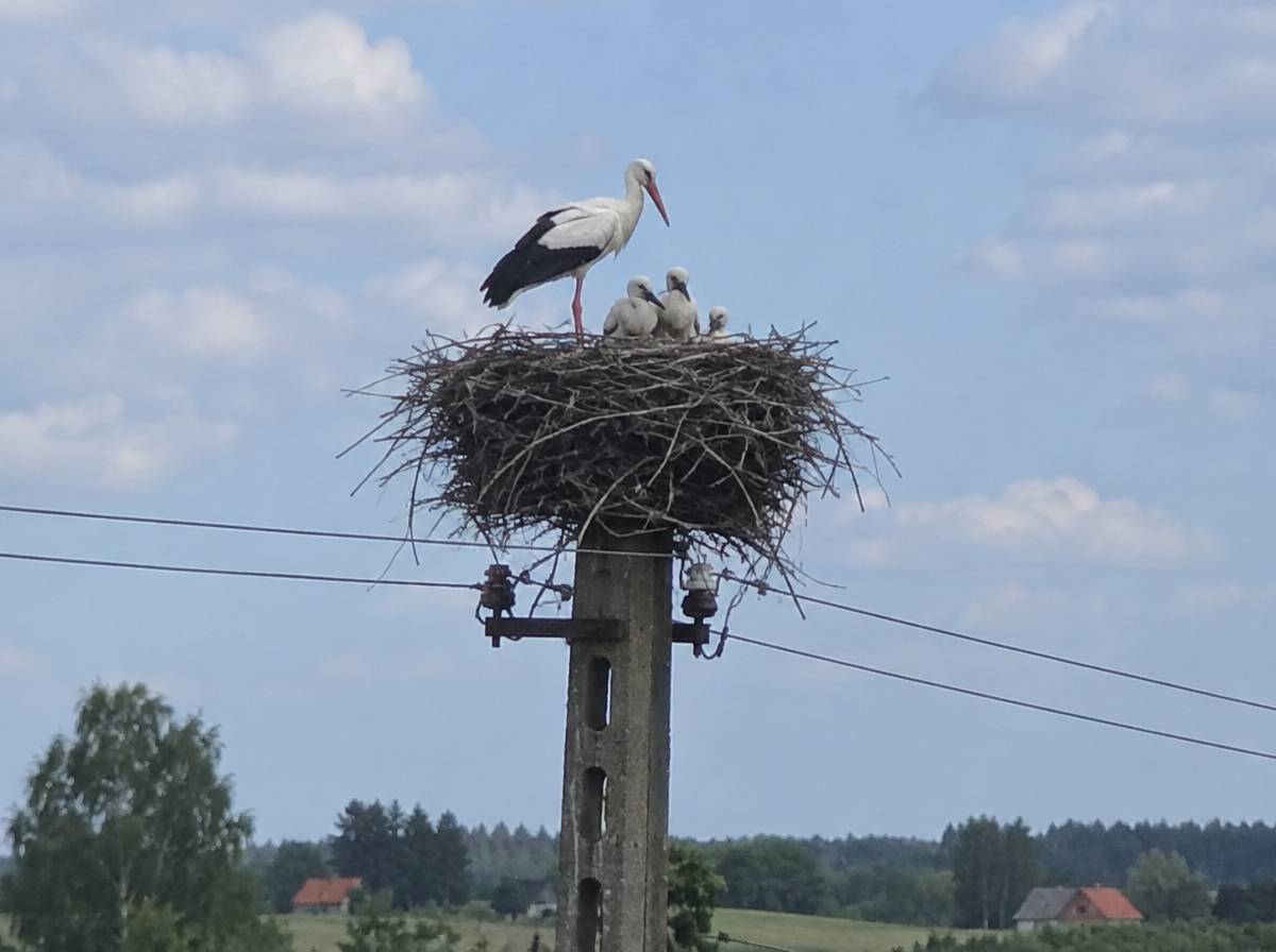 Dorosły bocian biały w gnieździe na słupie z trzema pisklętami różnej wielkości