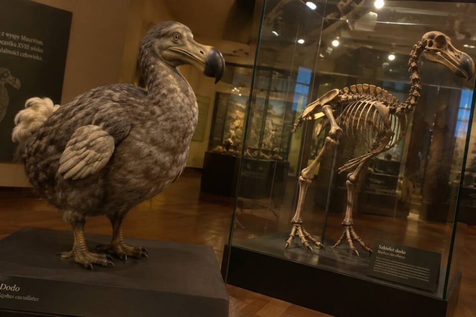 Rekonstrukcja dodo i szkielet dodo w szklanej gablocie w sali muzeum przyrodniczego