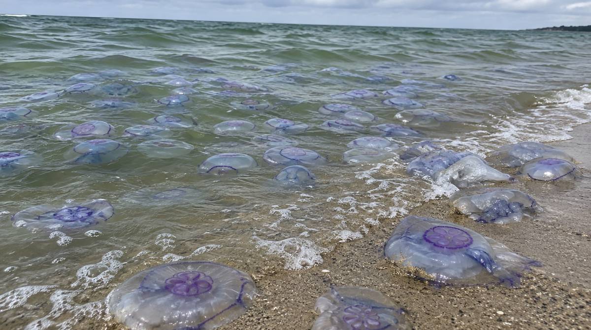 Skupisko chełbi modrych na płyciźnie przy piaszczystej plaży i meduzy wyrzucone na mokry piasek