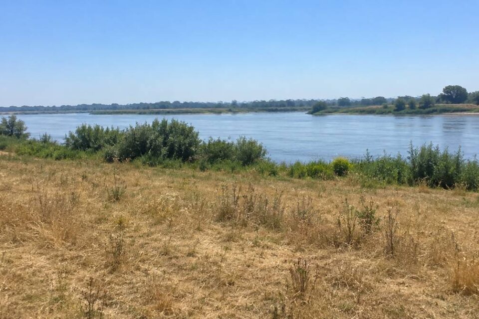 Pożółkła łąka nad Odrą w upalny dzień, rozgrzane powietrze drgające nad horyzontem pod bezchmurnym niebem
