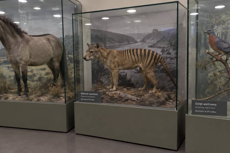 Wypchany tarpan, wilkowór tasmański i gołąb wędrowny w przeszklonych gablotach muzeum przyrodniczego