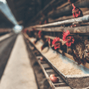 Ferma kurczaków. Źródło: Canva.