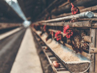 Ferma kurczaków. Źródło: Canva.