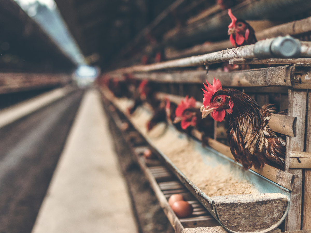 Ferma kurczaków. Źródło: Canva.